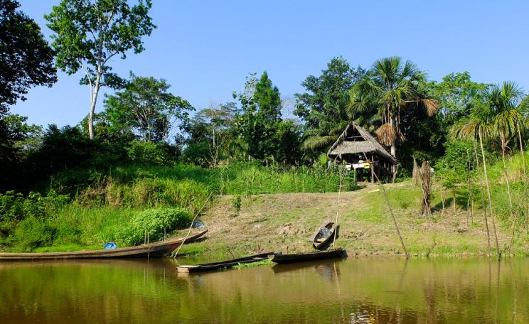 Peruvian rainforest