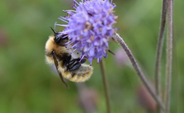 Bee