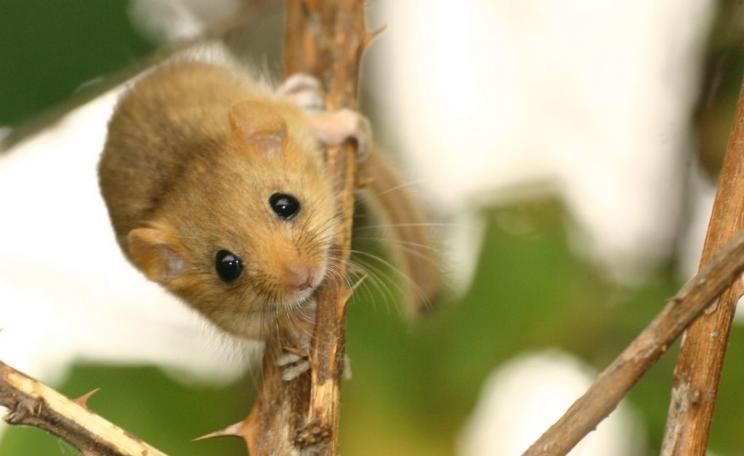Hazel dormouse