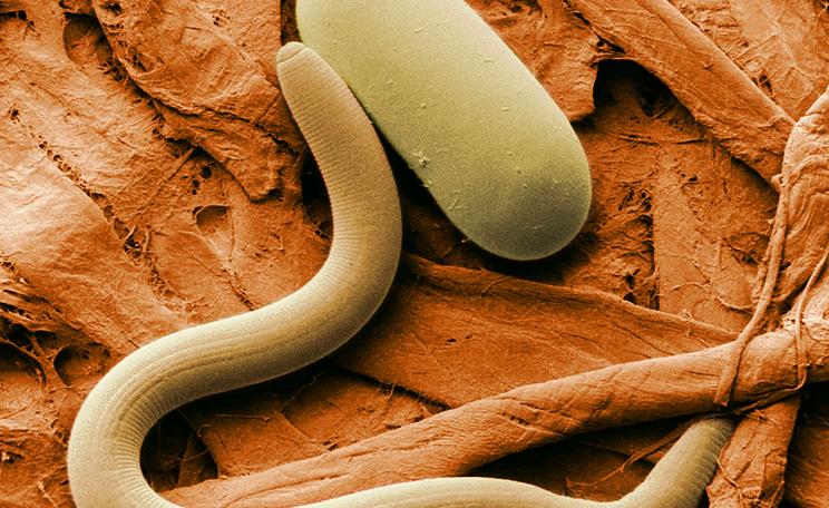 Nematode