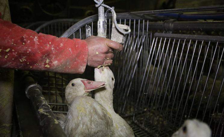 Industrial Foie Gras feeding in France, 2012