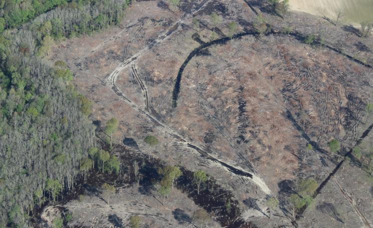 A clearcut of a mature hardwood forest in North Carolina from which Enviva sources wood for pellet manufacturing 