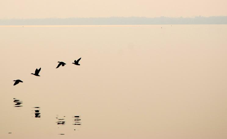 Birds in formation