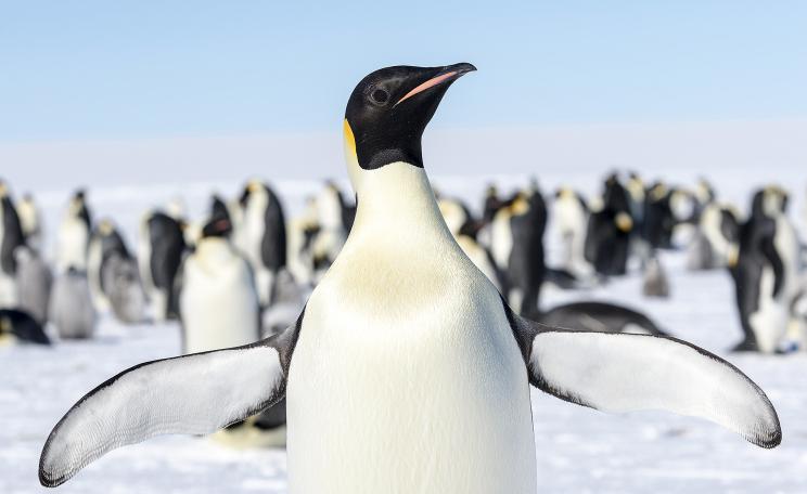 emperor penguin