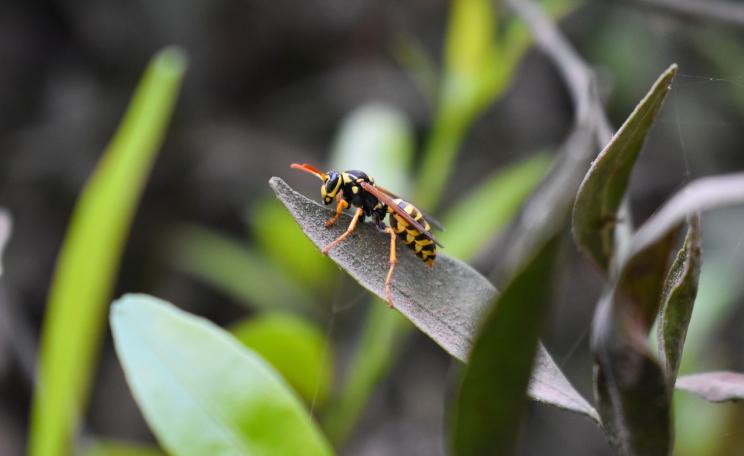 Wasp