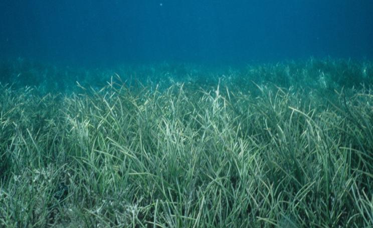 Seagrass
