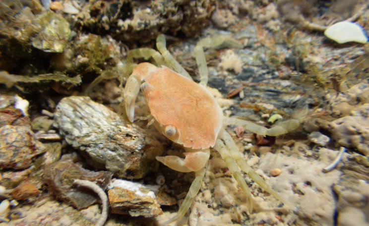 Shore crab
