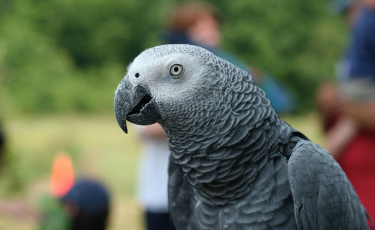 African Grey Parrot