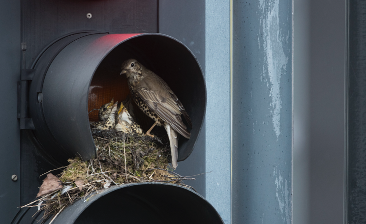 thrush