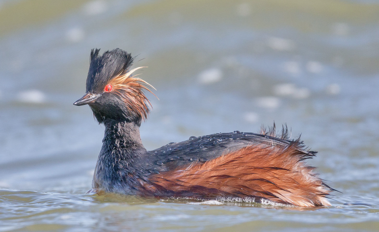black-necked grebe