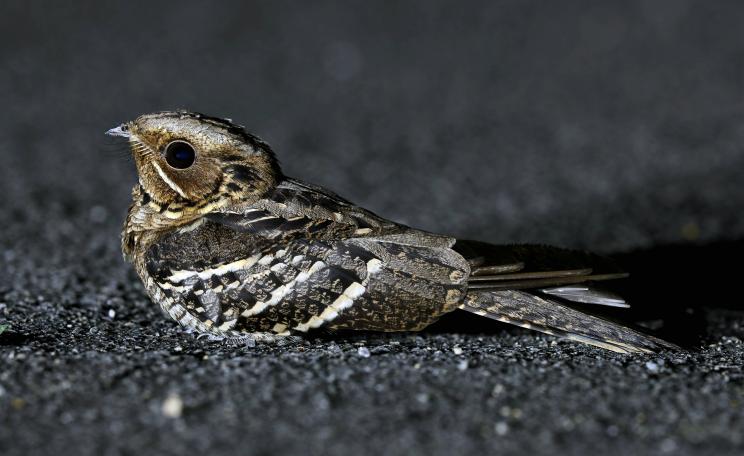 Nightjar