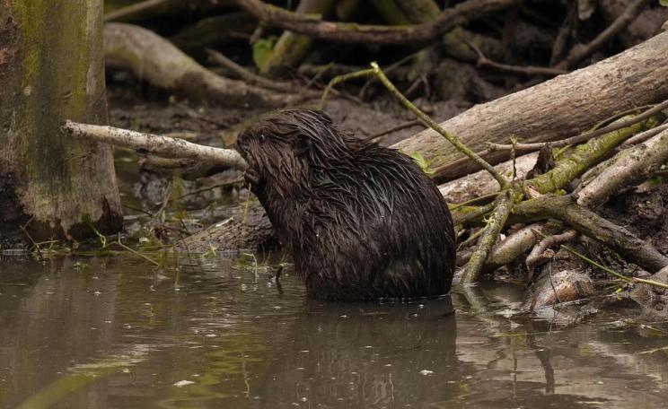 Beaver