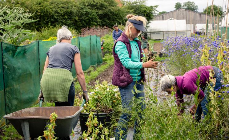 Women at allotment 