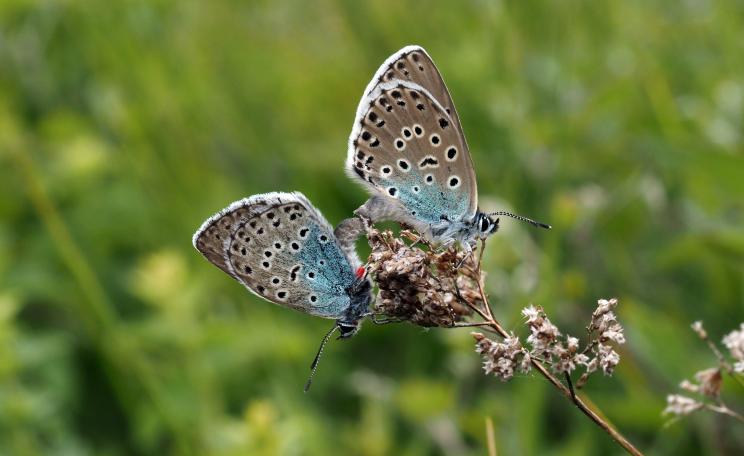 Mating pair of large blue butterflies on Rodborough Common.