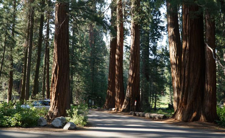 Sequoia National Park