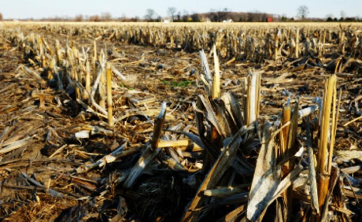 maize stubble in a harvested field
