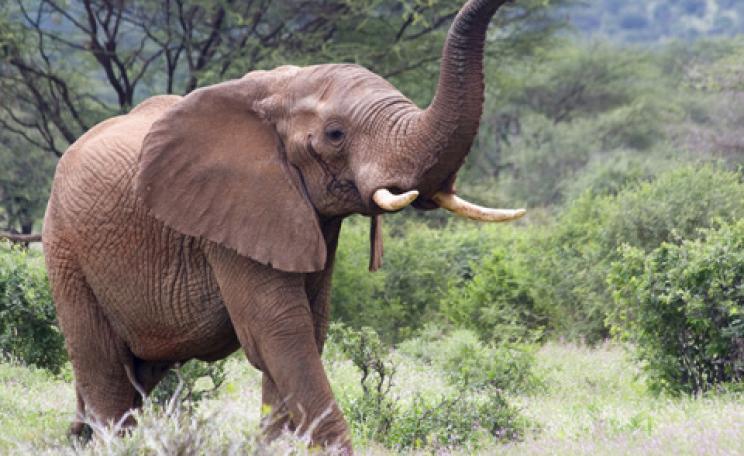 African Elephant