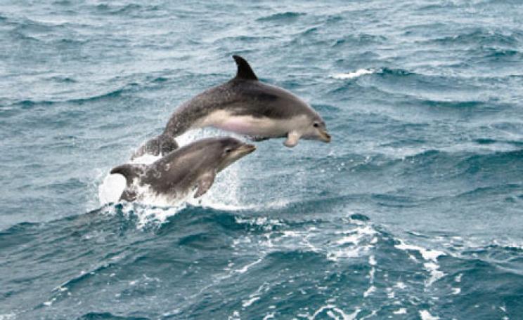 Dolphins