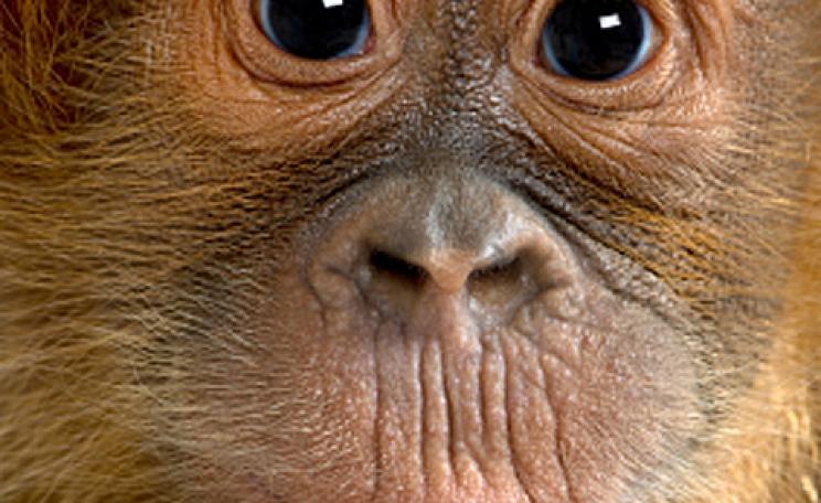 An orangutan