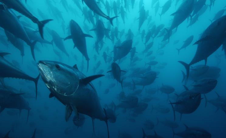 Atlantic bluefin tuna