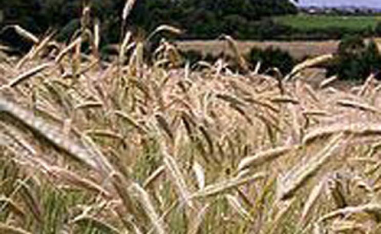 Crops