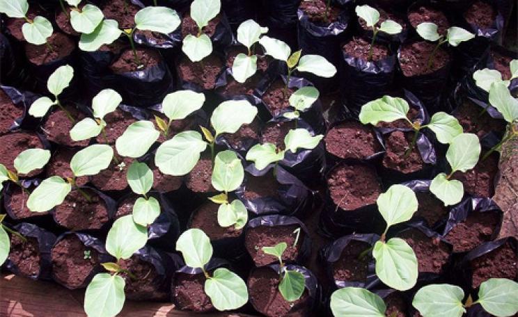 Jatropha curcas seedlings