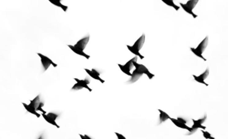 Migrating birds