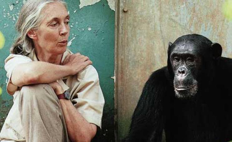 Jane Goodall