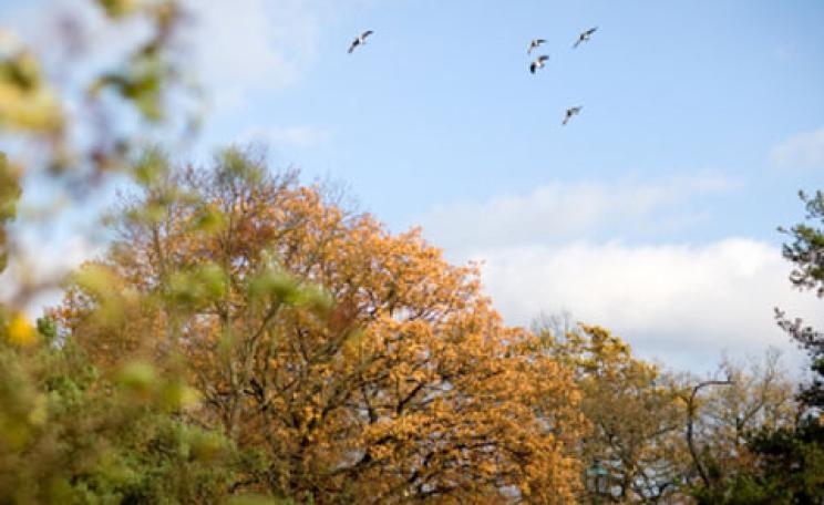 Migrating birds