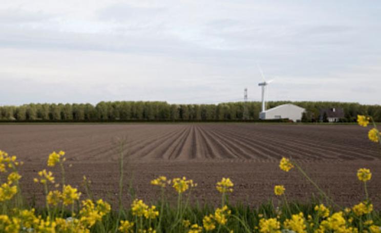 Canola