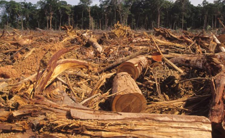 Deforestation