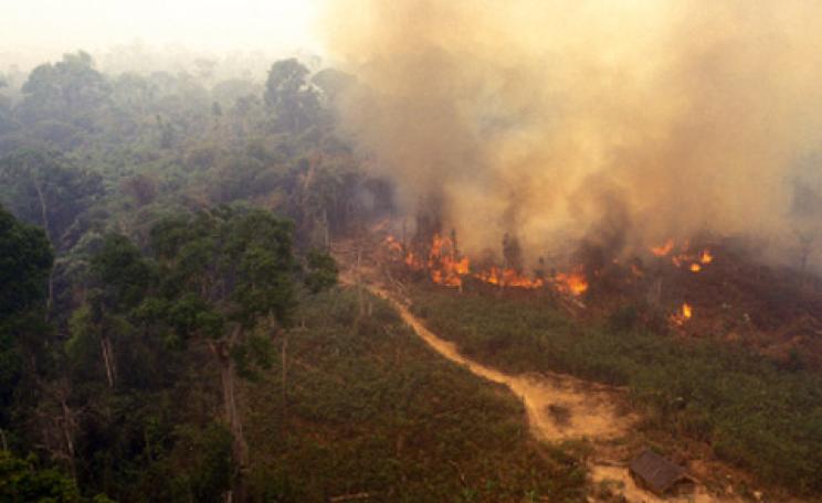 Tropical deforestation