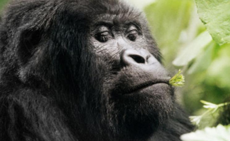 A mountain gorilla