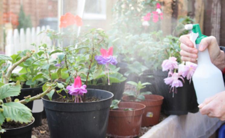 Spraying plants