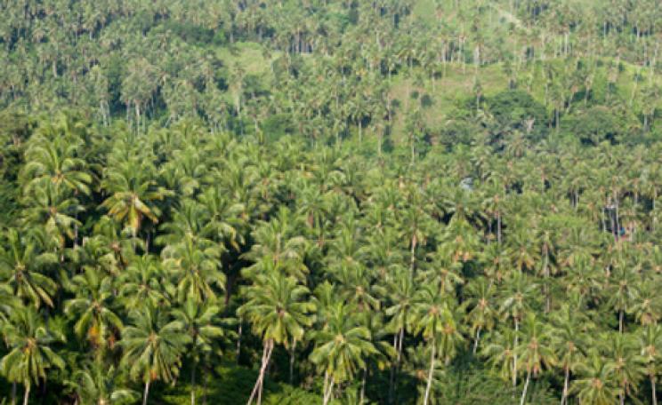 palm oil plantation