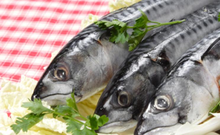mackerel