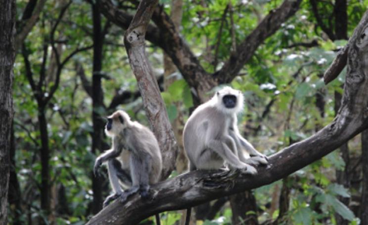 A langur monkey
