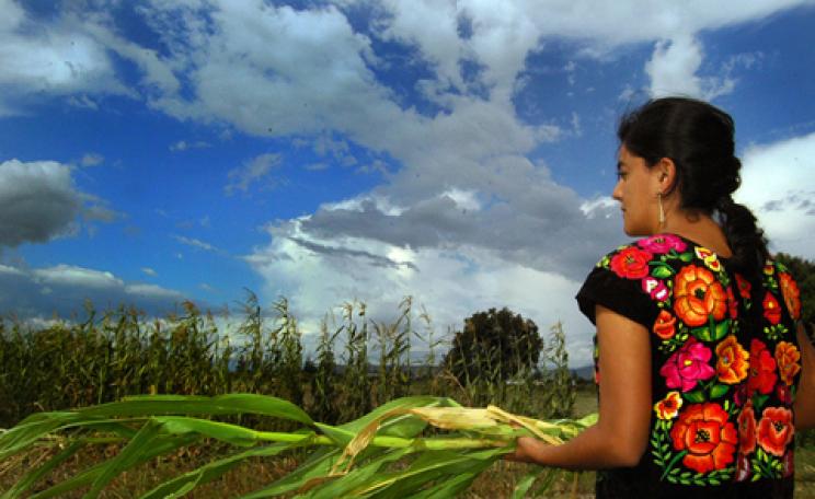 maize field