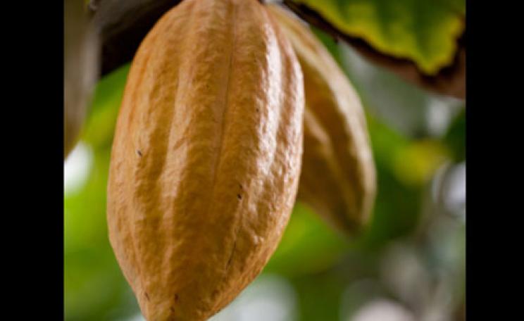 Cocoa tree