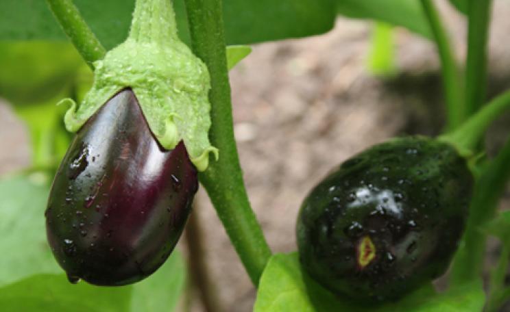 Bt Brinjal Monsanto