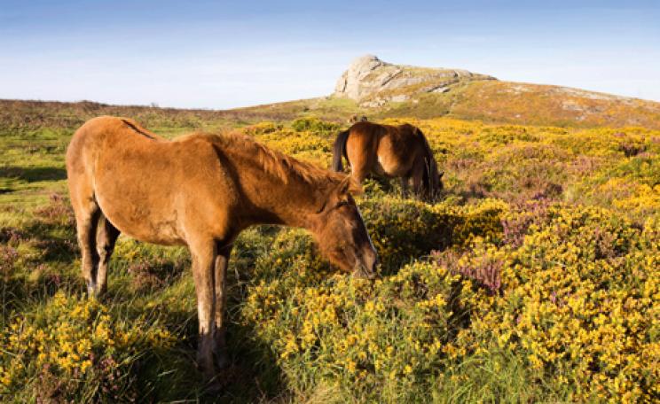 Dartmoor