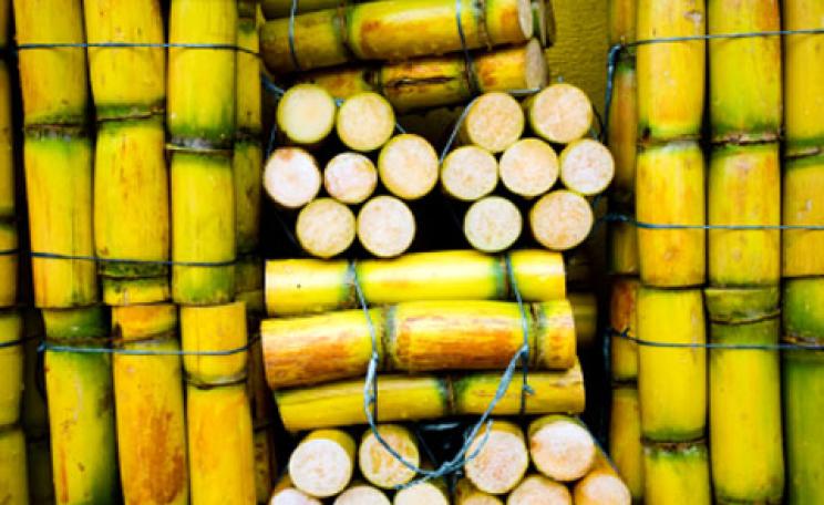 Sugarcane