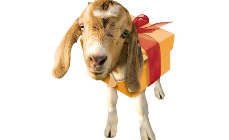 Oxfam Unwrapped