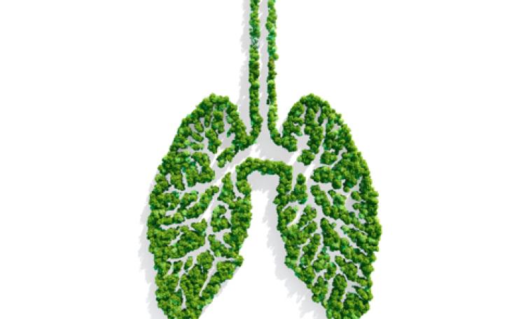 lungs,forest