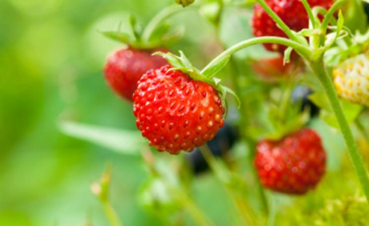 In season now: what to eat during June