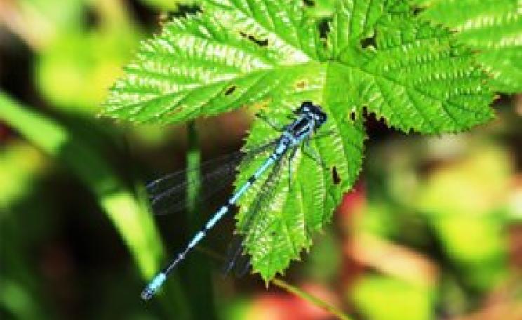 Damsel Fly