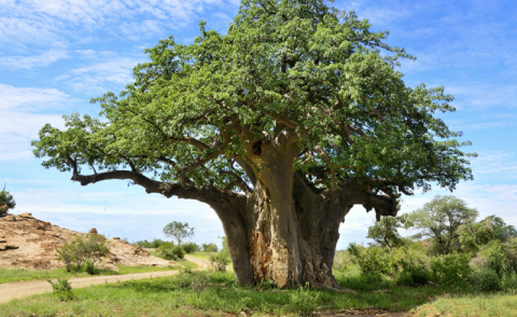Baobab Tree (Adansonia digitata), Mapangubwe National Park, South Africa. The tree is a rich source of nutritious fruit for wildlife and humans. Photo: Martin Heigan via Flickr.com.