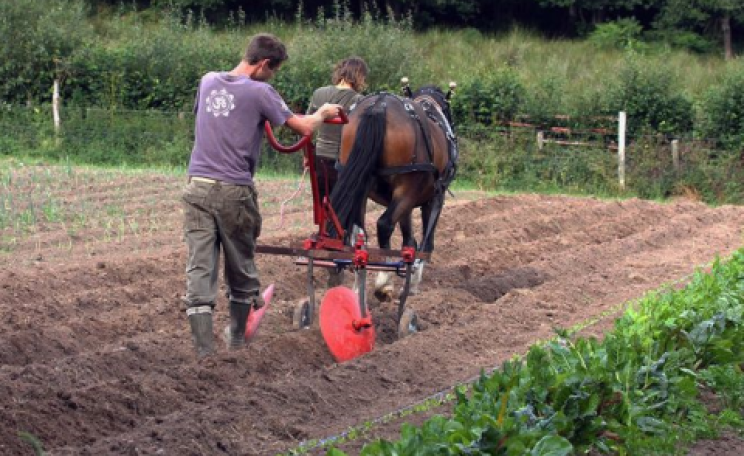 Ed Hamer and horse, hard at work. Photo: Chagfood.