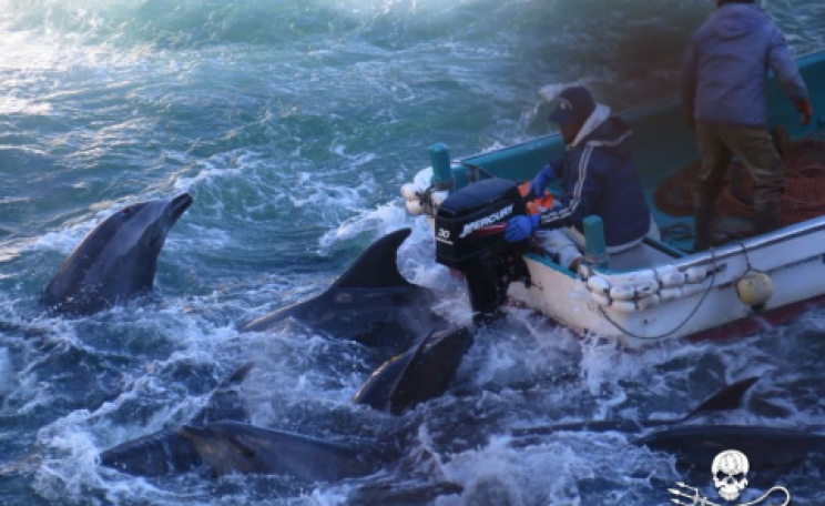 Selecting dolphins for capture at the 'drive hunt' at Taiji. Photo: Sea Shepherd.