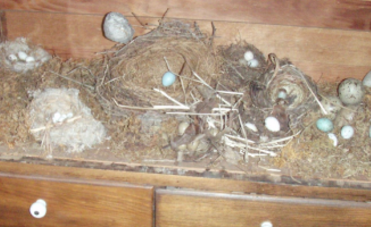 A bird egg collection (this one doubtless legitimate). Photo: thekirbster via Flickr.com.